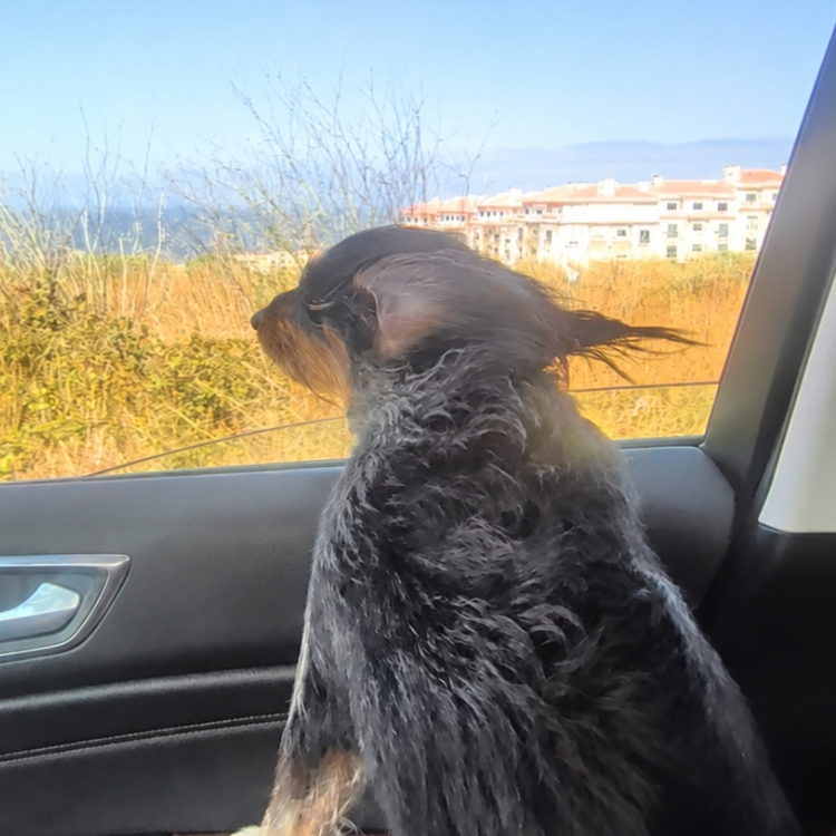 Dog looking out of a car window, Ericeira in the background